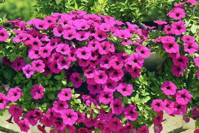 春天开的花有哪些，春天开的花有哪些一年级（夏天开成一片花海）