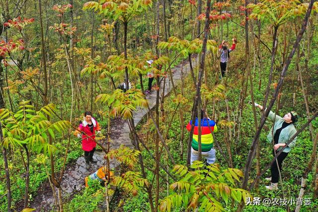 香椿芽的种植方法，从播种育苗到管理采收