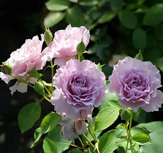 必养九种月季，值得入手的月季清单