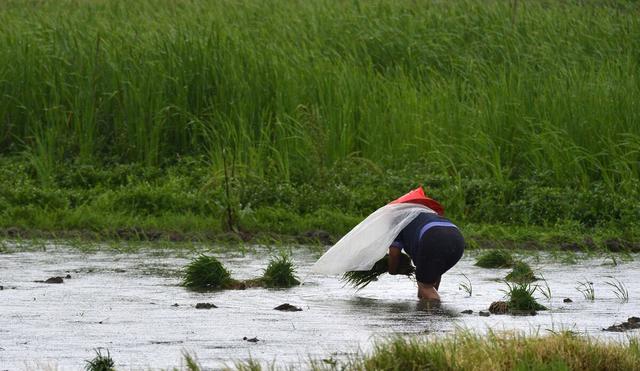 乡村四月的诗意，乡村四月的诗意20字（反映农村方方面面）