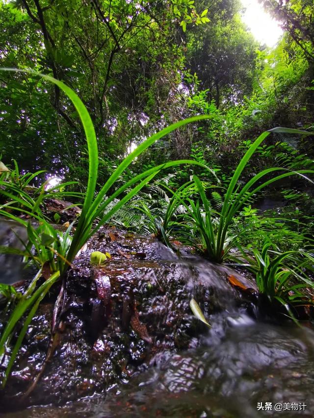 空谷幽兰的意思，空谷幽兰是什么意思（幽兰，清雅）