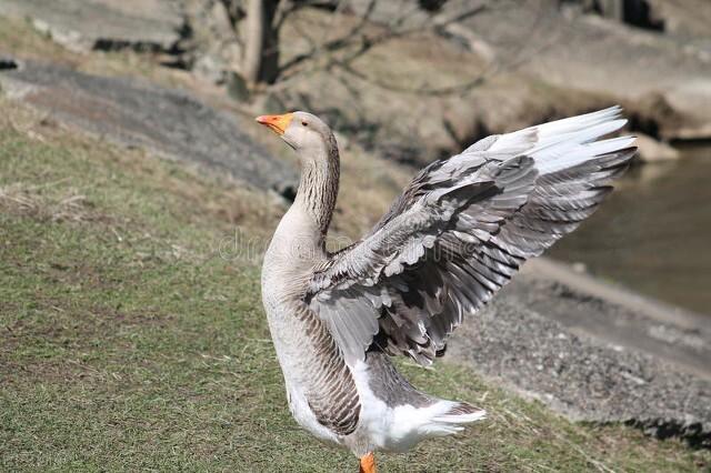 鹅肉好吃吗，狮头鹅肉好吃吗（认准这“六大名鹅”）