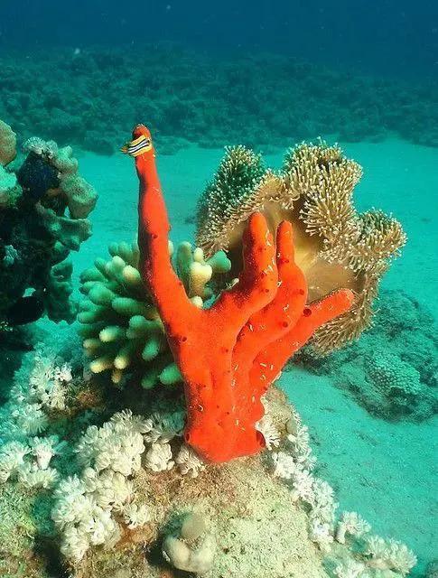 海洋生物图片，赶海常见的海洋生物图片（罕见的多种海底生物欣赏）