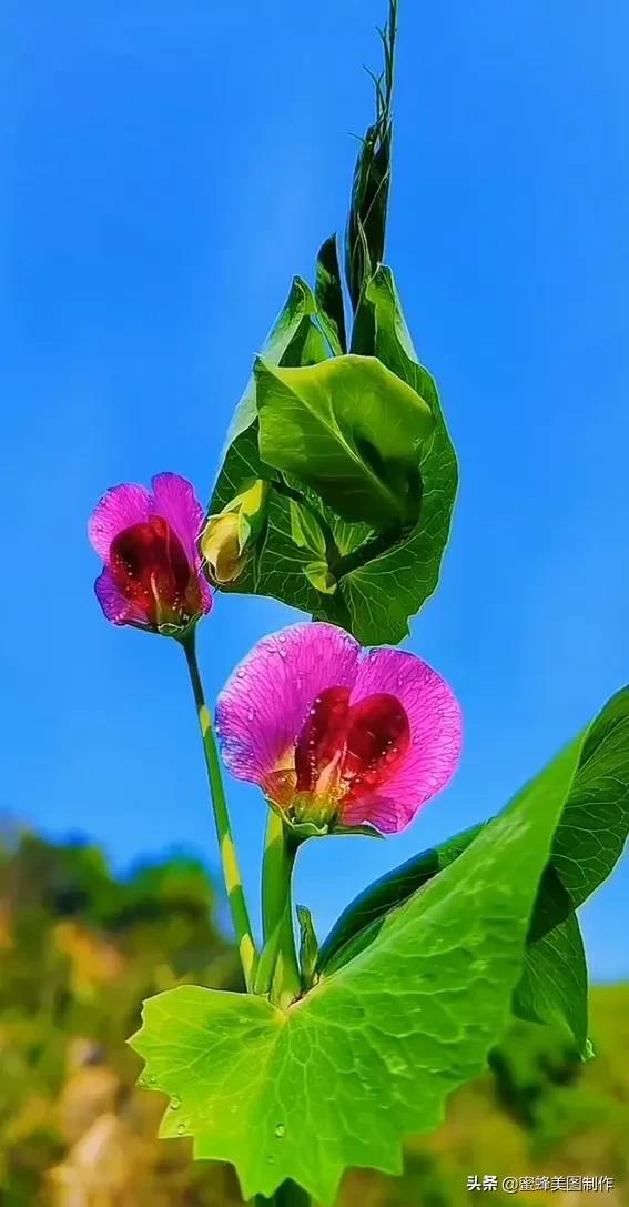 适合发心情的图片   赏图愉快哦:），关于发心情的图片（鲜艳欲滴的花朵）