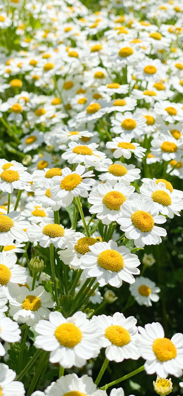 简短走心的文字背景图 怪我没有见过玫瑰，所以对野花情有独钟，最走心的图片文字（那一些念念不忘却没有回响的文案）