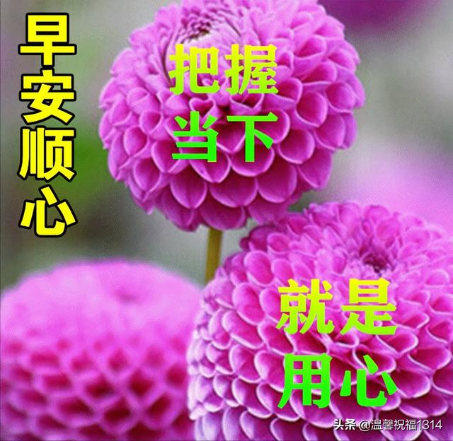 美图，美图秀秀怎么p图（早晨好幸福暖心的问候图片鲜花带字）