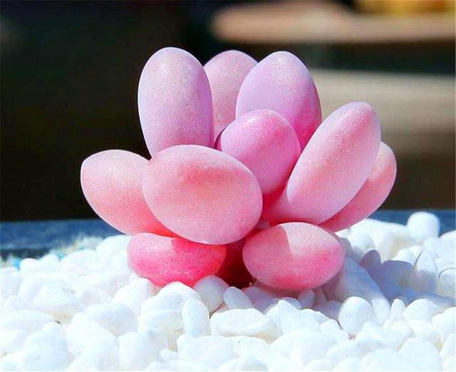 桃蛋夏天为什么必死，桃蛋为什么叫桃蛋（为何如今屡屡遭人嫌弃）