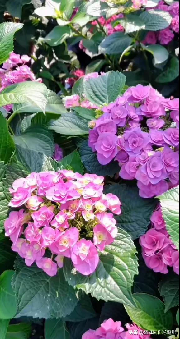 适合做微信头像的花朵图片，微信头像风景花朵图片     春暖花开（春暖花开的季节，美如仙境）