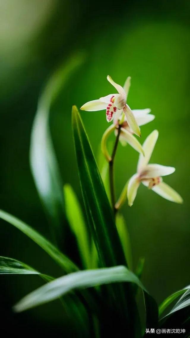 十大最贵最美兰花，绝美兰花50幅