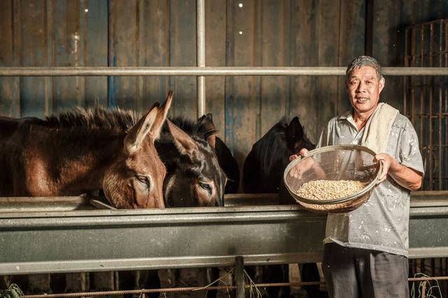 马属于什么类动物，马是属于兽类吗（马看上去处处比驴强）