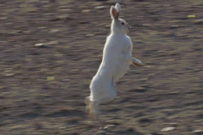 兔子冬眠吗，野生兔子冬眠吗（这只兔子49天跑路388公里）