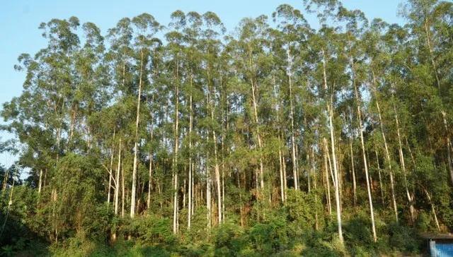生长最快的桉树苗是哪个品种，速生桉一亩可种多少棵（又将迎来种植速生桉的新一轮热潮）