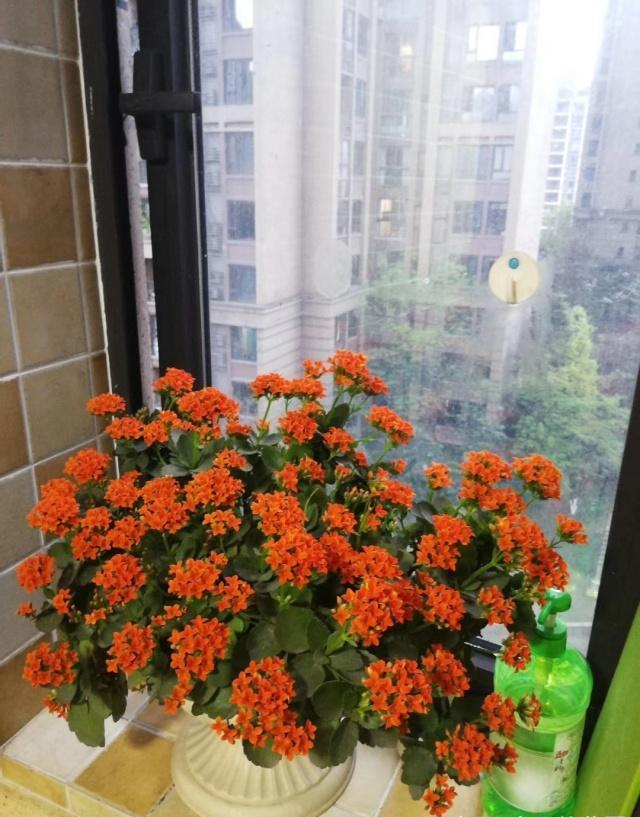 纯氧气能吸吗，纯氧气可以呼吸吗（建议养些“健康花”）