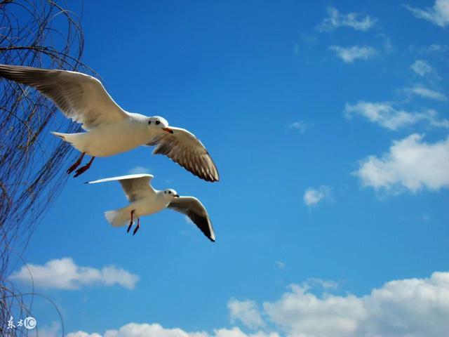 读书的好处优美句子，关于读书的优美句子（读书学习使人充实、自信、坚强）