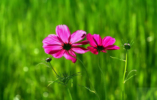 什么葱茏四字词语，关于葱葱茏茏的词语（有关仲夏的古诗词）