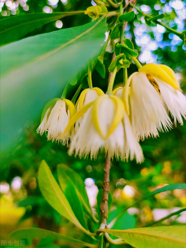 花配什么文案比较好，花配什么文案比较好听（人间最美花相伴）