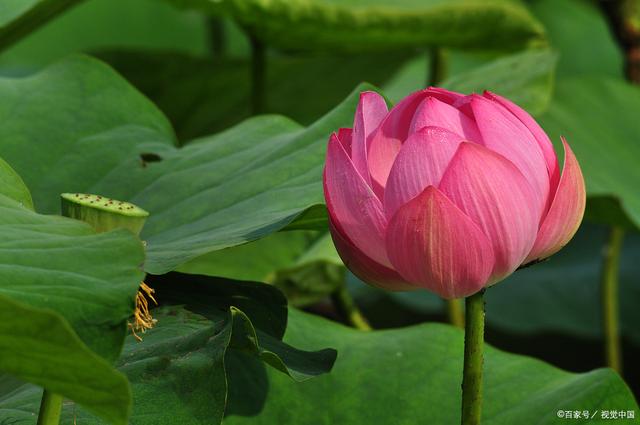 花唯美诗歌座右铭句子，花的唯美语录短句（《惜花芷》中值得反复品读的经典语录一）