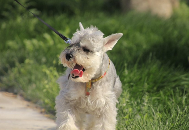 最适合家庭养的狗，十种最好养的狗狗（好养又温顺的5种狗）