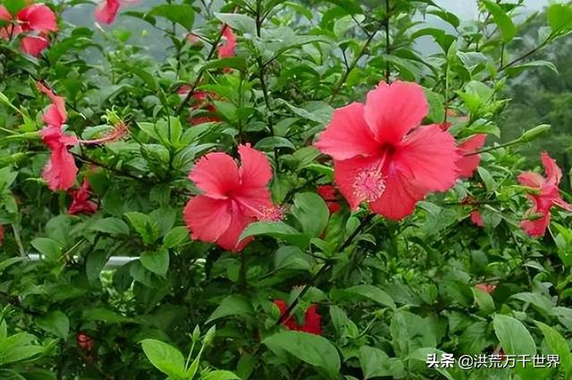 朱槿花的寓意，朱槿放办公室吉利吗（朱槿花的花语和寓意）