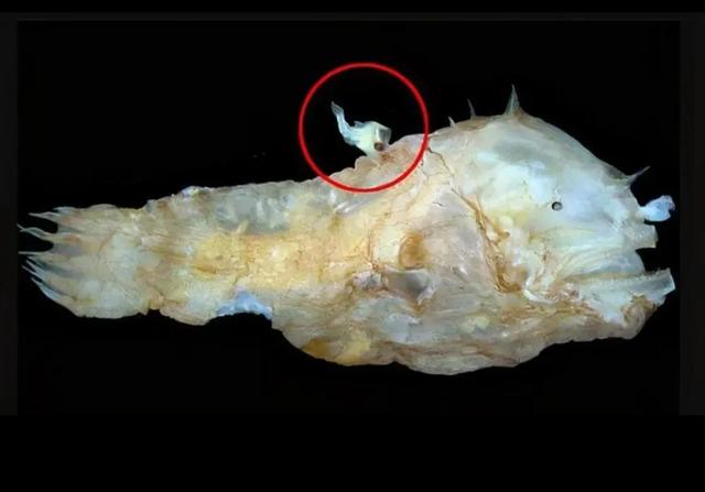 琵琶鱼为什么是海洋中的垂钓者，永远相依相伴“永不分离”䧳雄合体的琵琶鱼