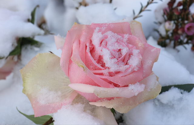 谁的眼泪在飞散文，悲伤的眼泪在飞（爱情的冬天）