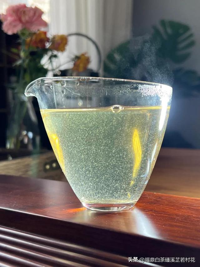 福鼎白茶产区磻溪，带你了解白茶优质产区，磻溪镇