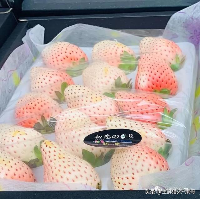 九九草莓特点，九九草莓有几个品种（中国草莓主要产地分布及品种介绍）