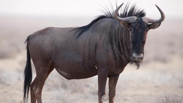 速度快的鸟，快鸟测速的介绍（世界上速度最快的动物）