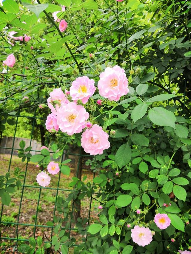 一年四季都开花的月季品种，复花能力超好的6种藤本月季