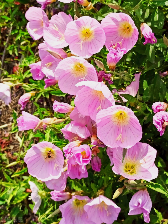 赠送玫瑰花的祝福语，送玫瑰花的祝福语简短（有花陪伴最幸福；有叶牵挂更美好）