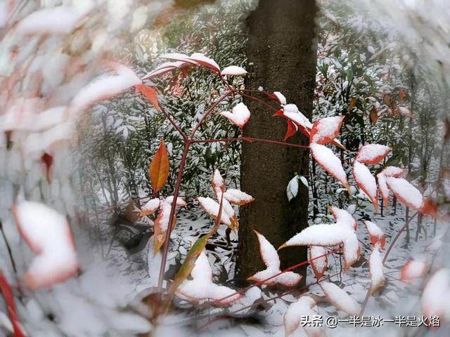 写雪的日记，写雪的日记300字左右（散文诗：2022，落雪日记）