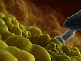 女人什么时候是安全期，女人什么时候是安全期,女人五十以后怀孕的几率是多少（女生前7后8安全期是啥意思）