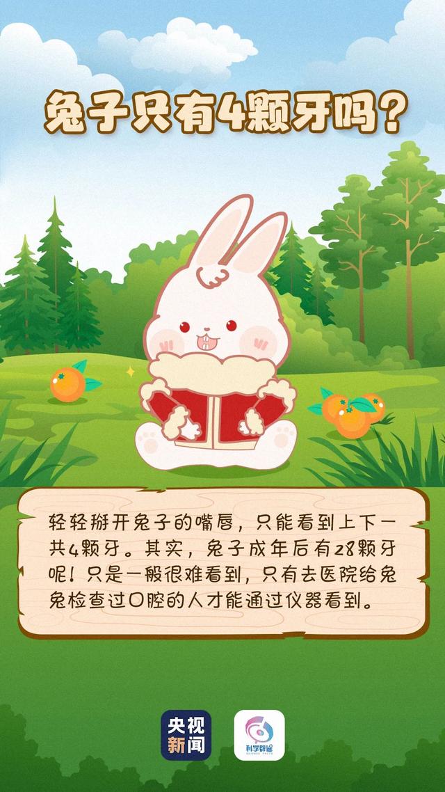 小白兔喜欢吃什么，小白兔外貌特征描写（兔子眼睛是红色的）