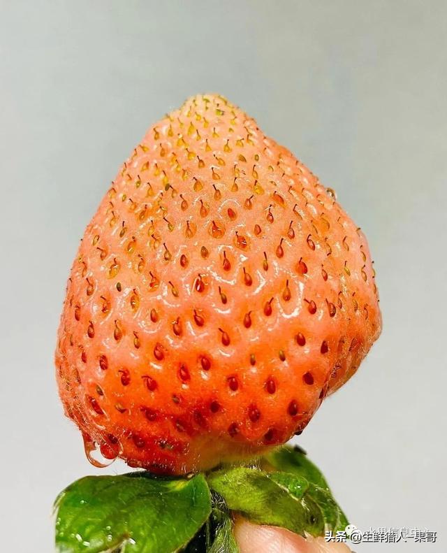 九九草莓特点，九九草莓有几个品种（中国草莓主要产地分布及品种介绍）