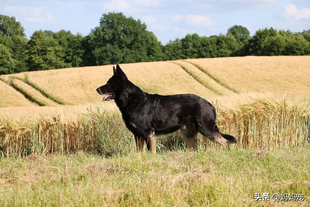 德牧犬最好的品种 ，幼犬德国牧羊犬的价格（德牧品种）