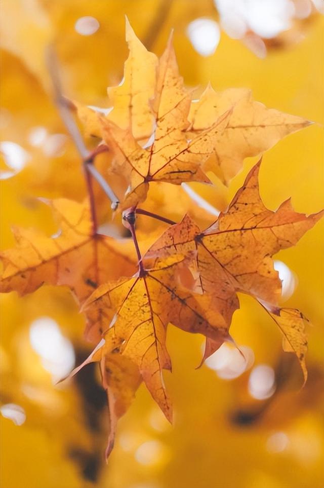 秋分日是几月几日，秋分是几月几日（秋分 ， 一年中最美的时节）