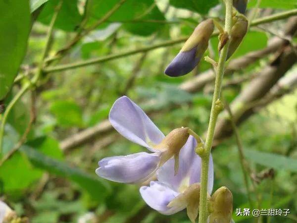 葛薯可以生吃吗，葛薯可以生吃吗（葛薯）