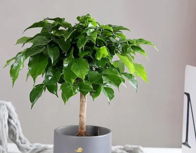 室内养什么花最好，适合家里养的18种花（空气质量高很美观）