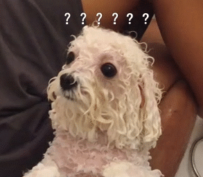 比熊犬多少钱一只，比熊多少钱一只（巴比熊犬价格）