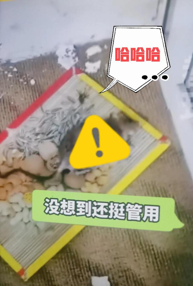 老鼠夹子怎么用，老鼠夹子怎么用图解（学会画画是多么的重要）