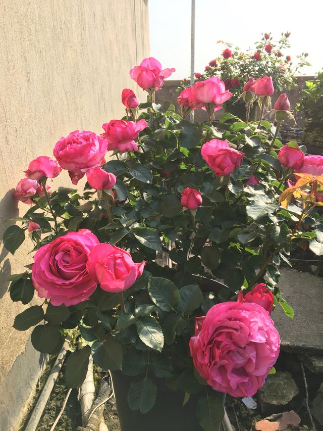 红色贵族是什么意思，贵族指的是什么（长得像牡丹的月季—伊芙·红色贵族香水）