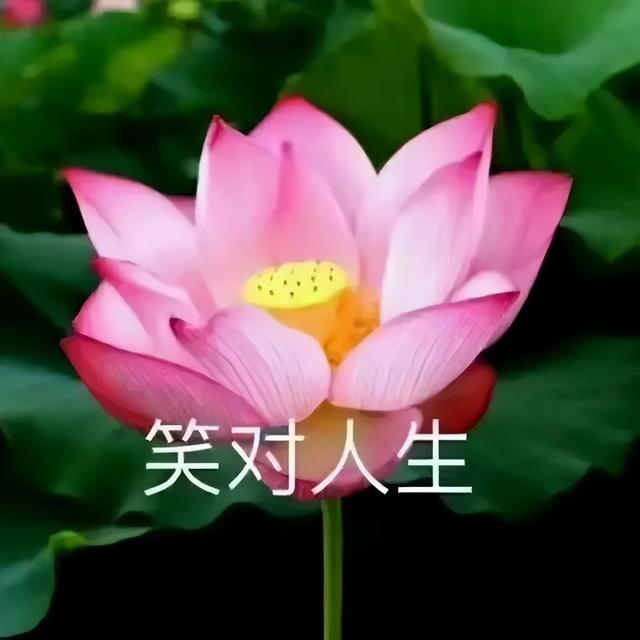 微信头像｜精选朋友圈优质头像，精选优质微信头像大全（头像 ， 朋友圈里最靓的头像）