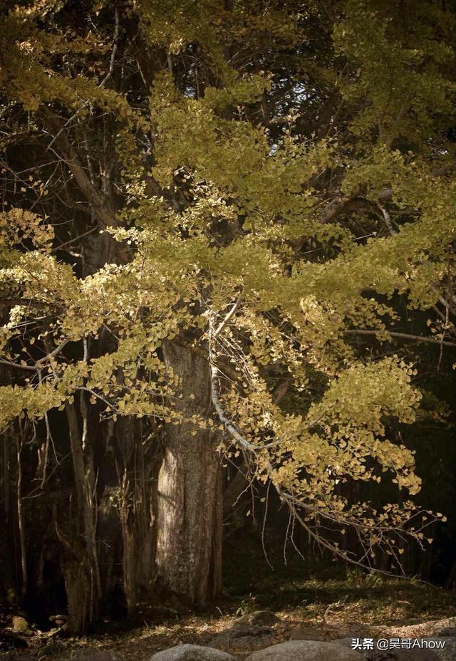 井冈山有什么好玩的地方，井冈山有什么好玩的地方推荐（江西抚州最仙境的6大名山）