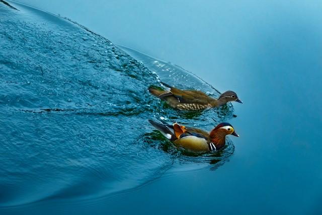 做什么梦说明爱情要来了，什么梦预示真爱到了（爱情魅力追求梦）