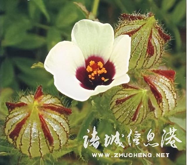 七星草的功效与作用，七星草的功效与作用（七星草都能治什么病）