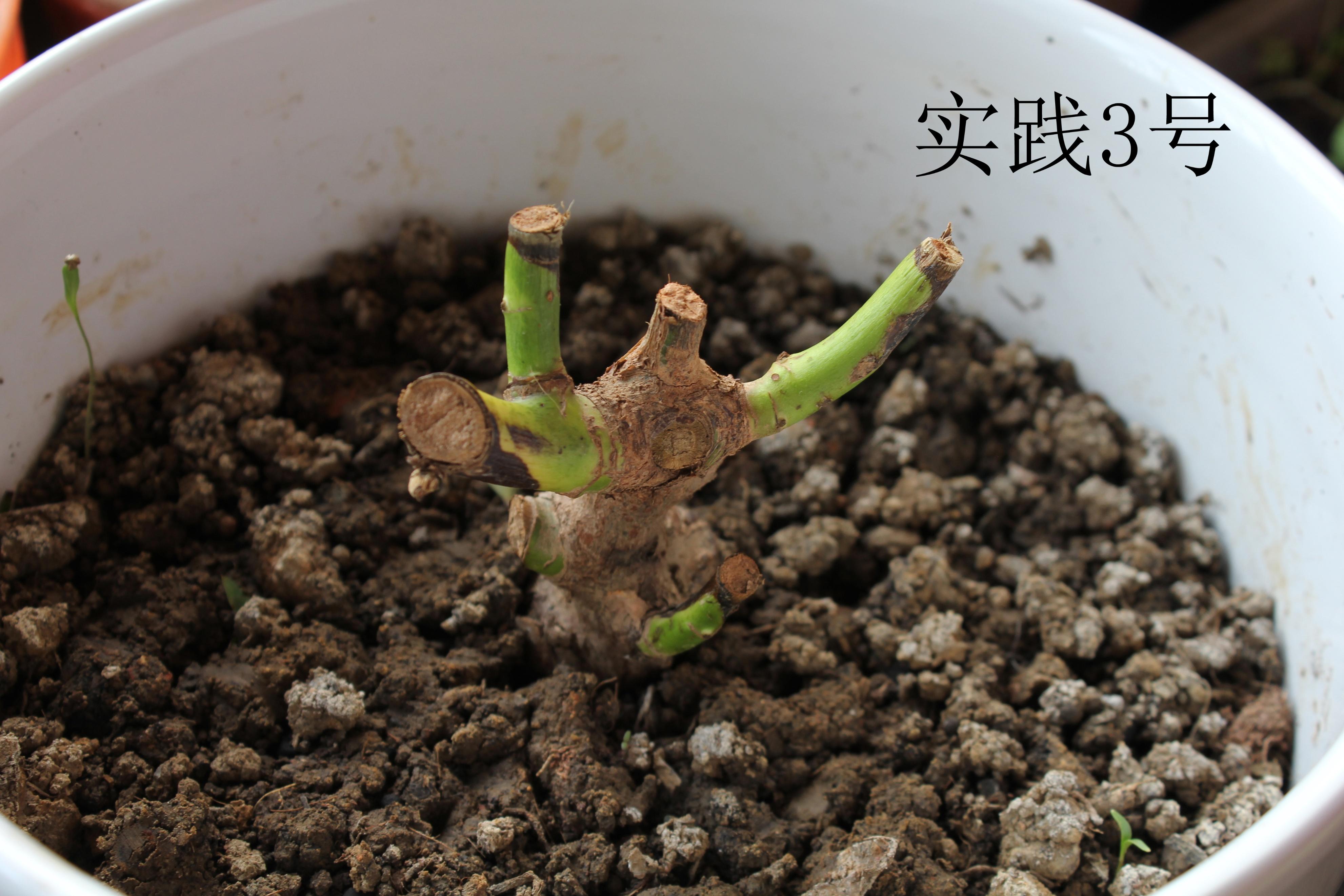 从零开始学养花(适合室内养的32种花)