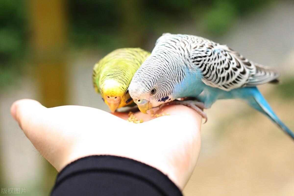 三分钟带你了解虎皮鹦鹉