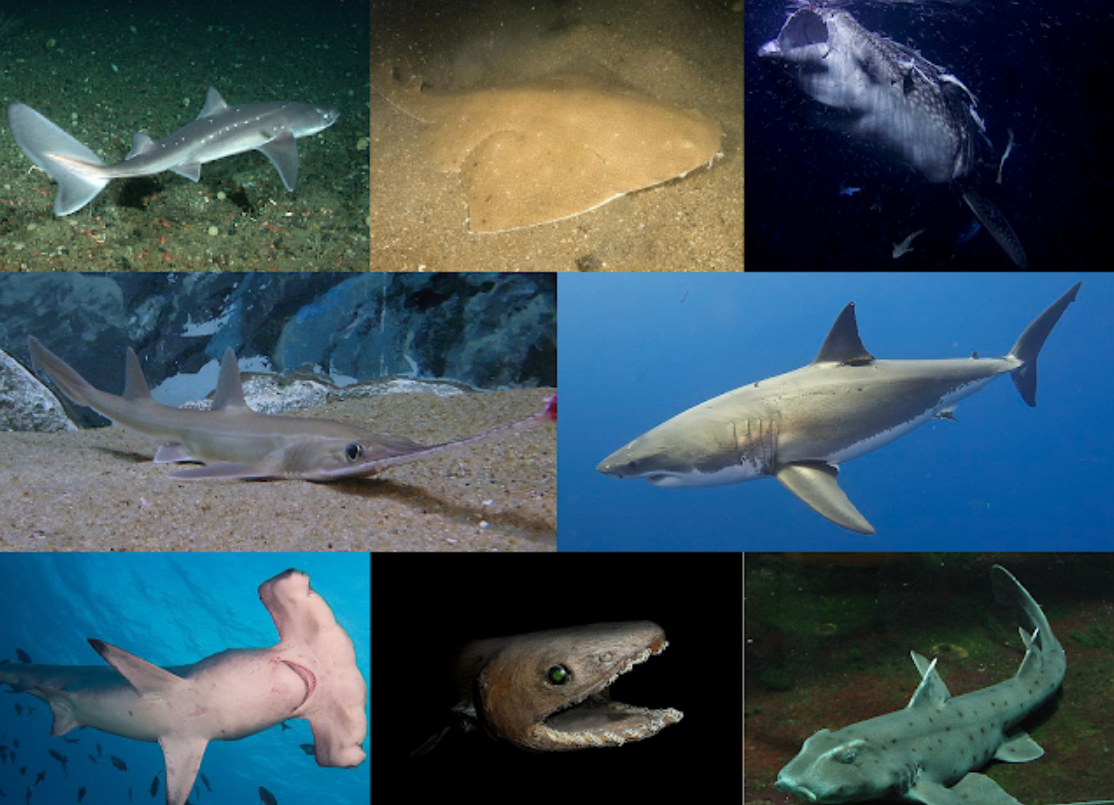 深海疯狂捕鱼猎手(来自深海的恐怖动物)