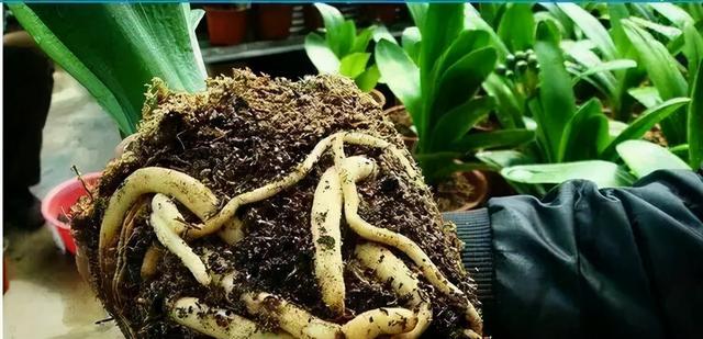 大花君子兰，君子兰开花条件（君子兰冬天要“富养”）