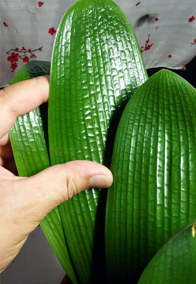 大花君子兰，君子兰开花条件（君子兰冬天要“富养”）